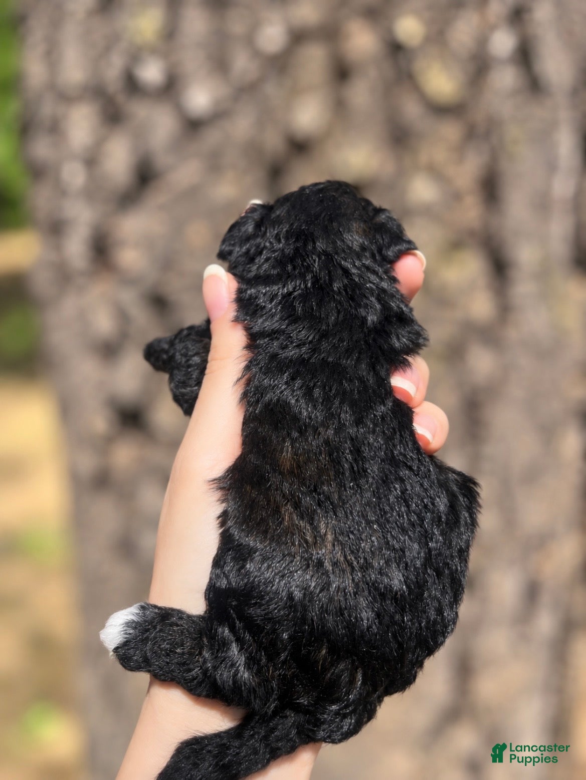 Toy Poodle dogs Frances  - Ad 2