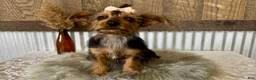 Yorkshire Terrier dogs for sale: Sage - Ad 3