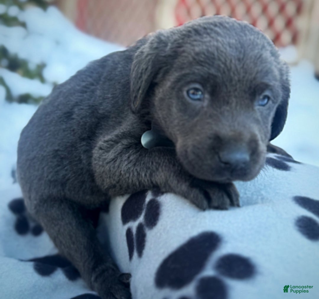 Labrador Retriever dogs for sale: Labrador Retriever Puppy 1 - Ad 8