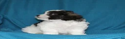 Malshi dogs for sale: Connie - Ad 4