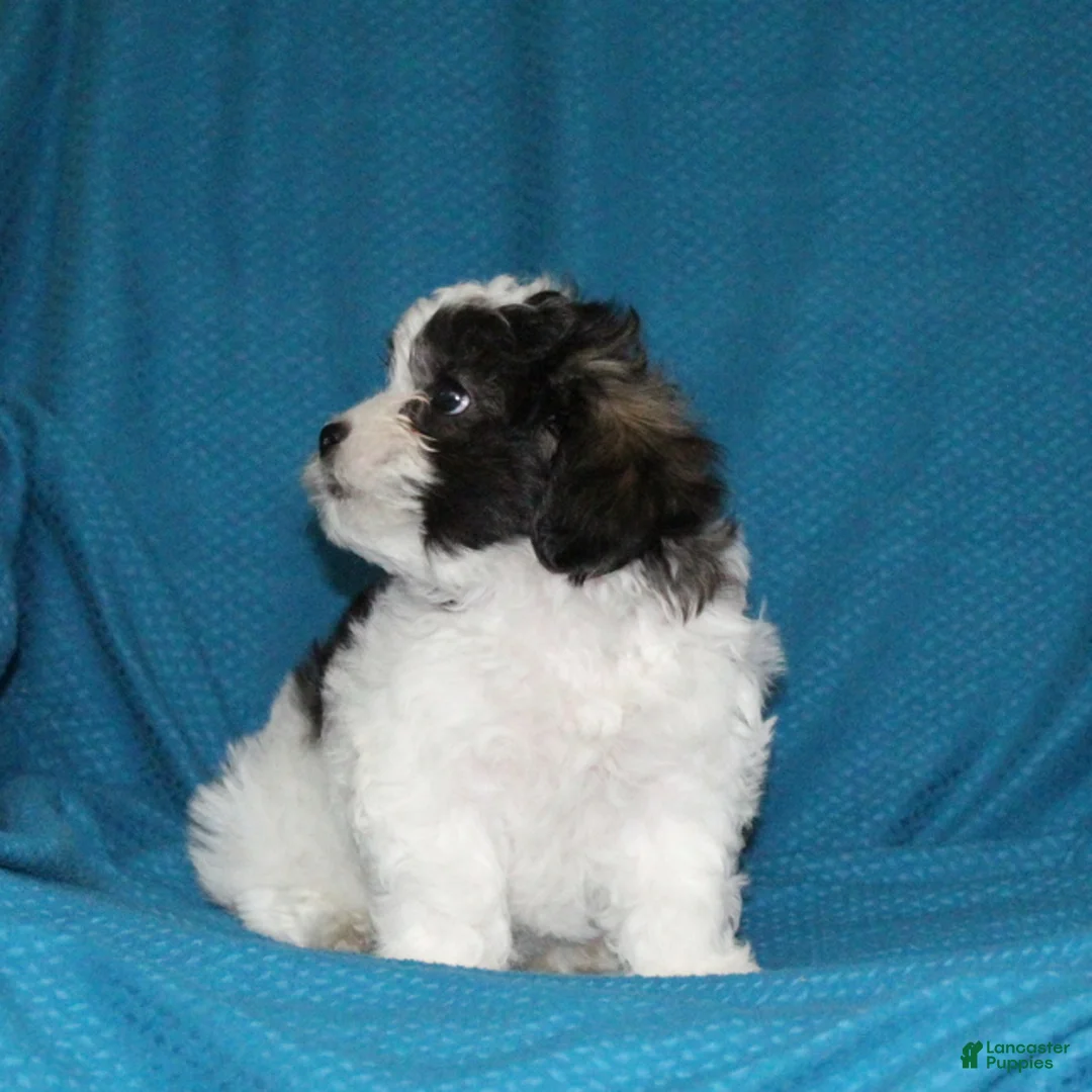 Malshi dogs for sale: Connie - Ad 4