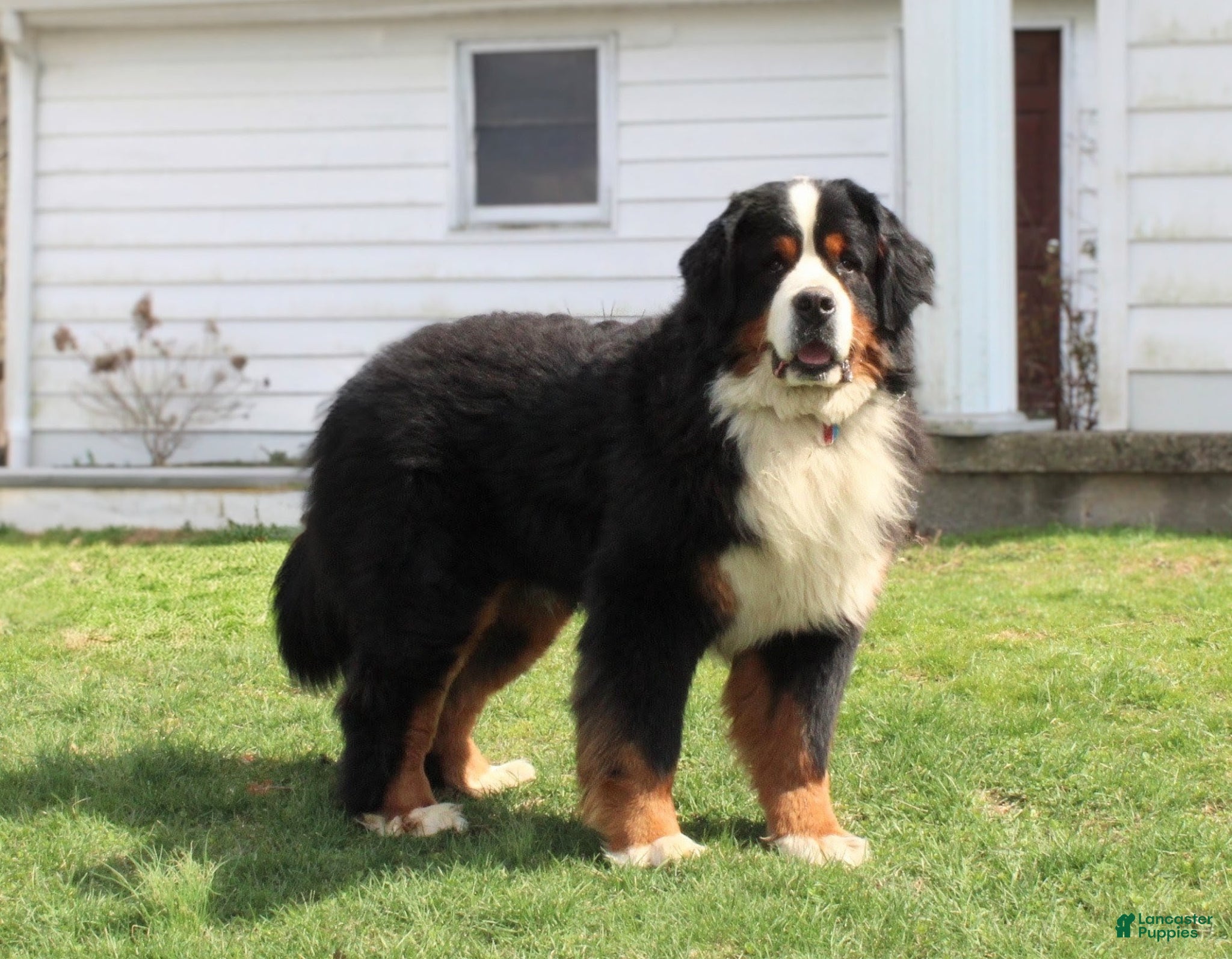 Bernese Mountain Dog dogs Xander Van't Stokerybos  - Ad 1