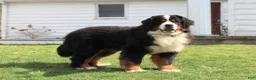 Bernese Mountain Dog dogs for stud: Xander Van't Stokerybos  - Ad 1