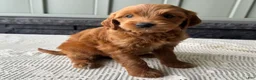 Mixed Breed dogs for sale: Cinnamon - Ad 4