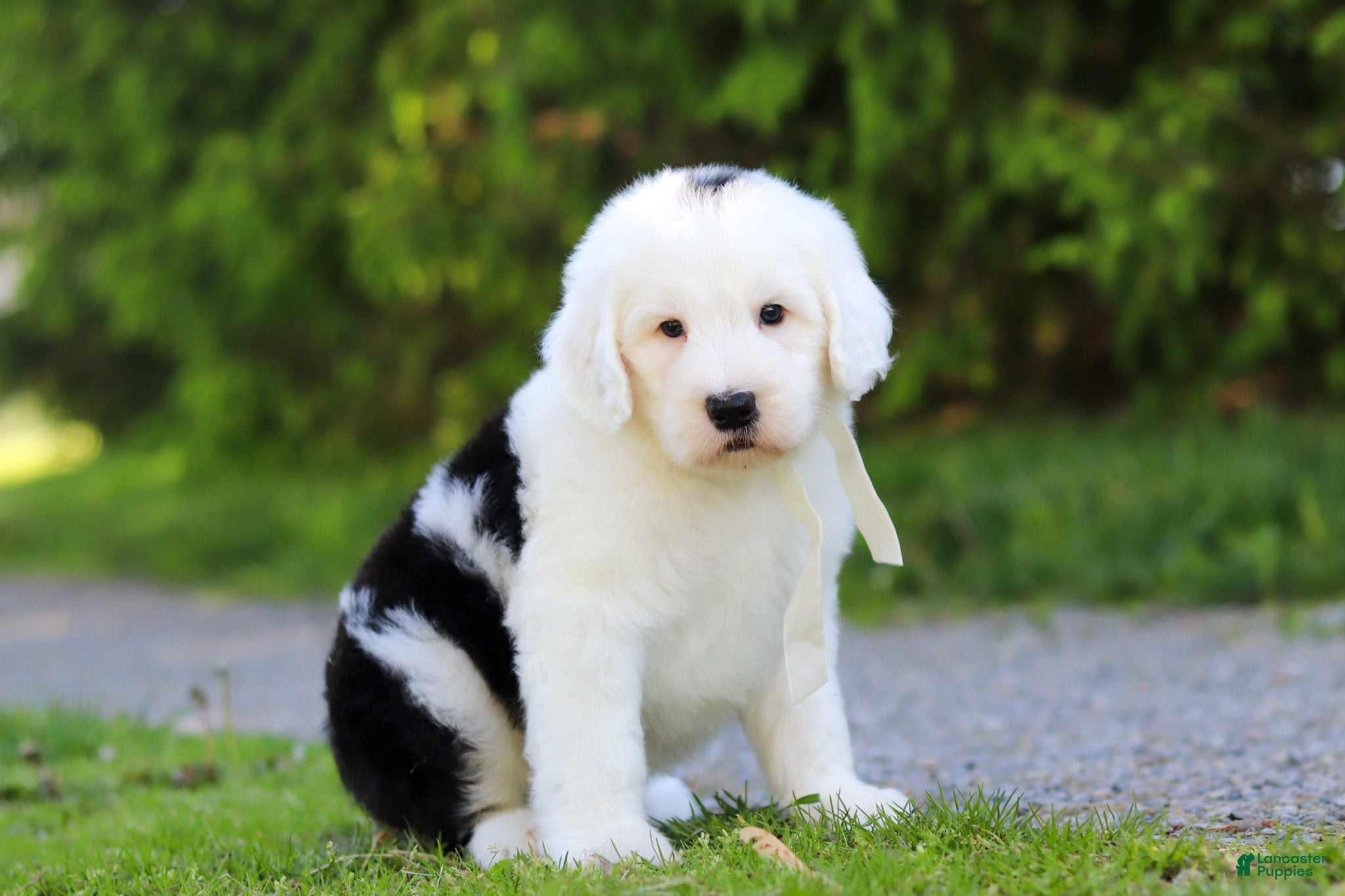 Sheepadoodle dogs Milo - Ad 1