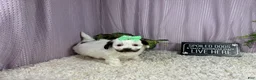 Shihpoo dogs for sale: Shihpoo 4 - Ad 2