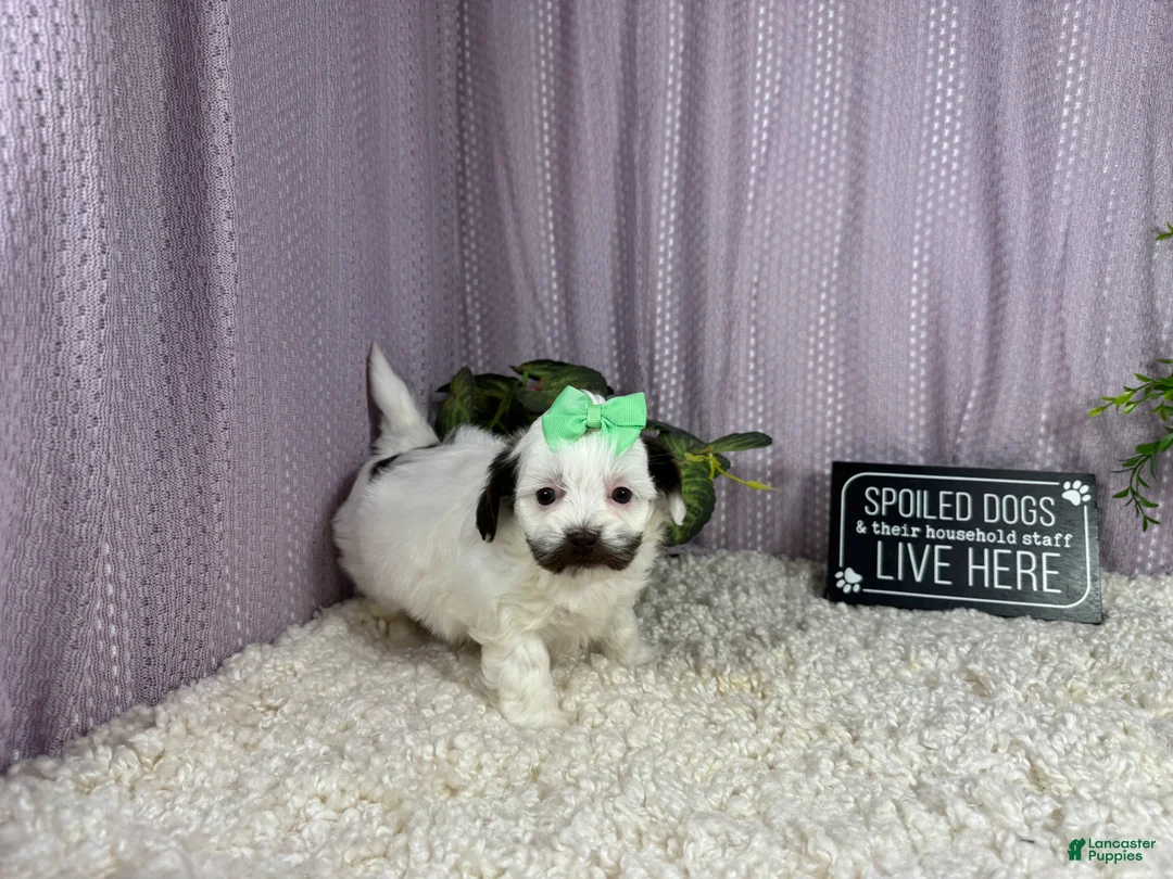 Shihpoo dogs for sale: Shihpoo 4 - Ad 2