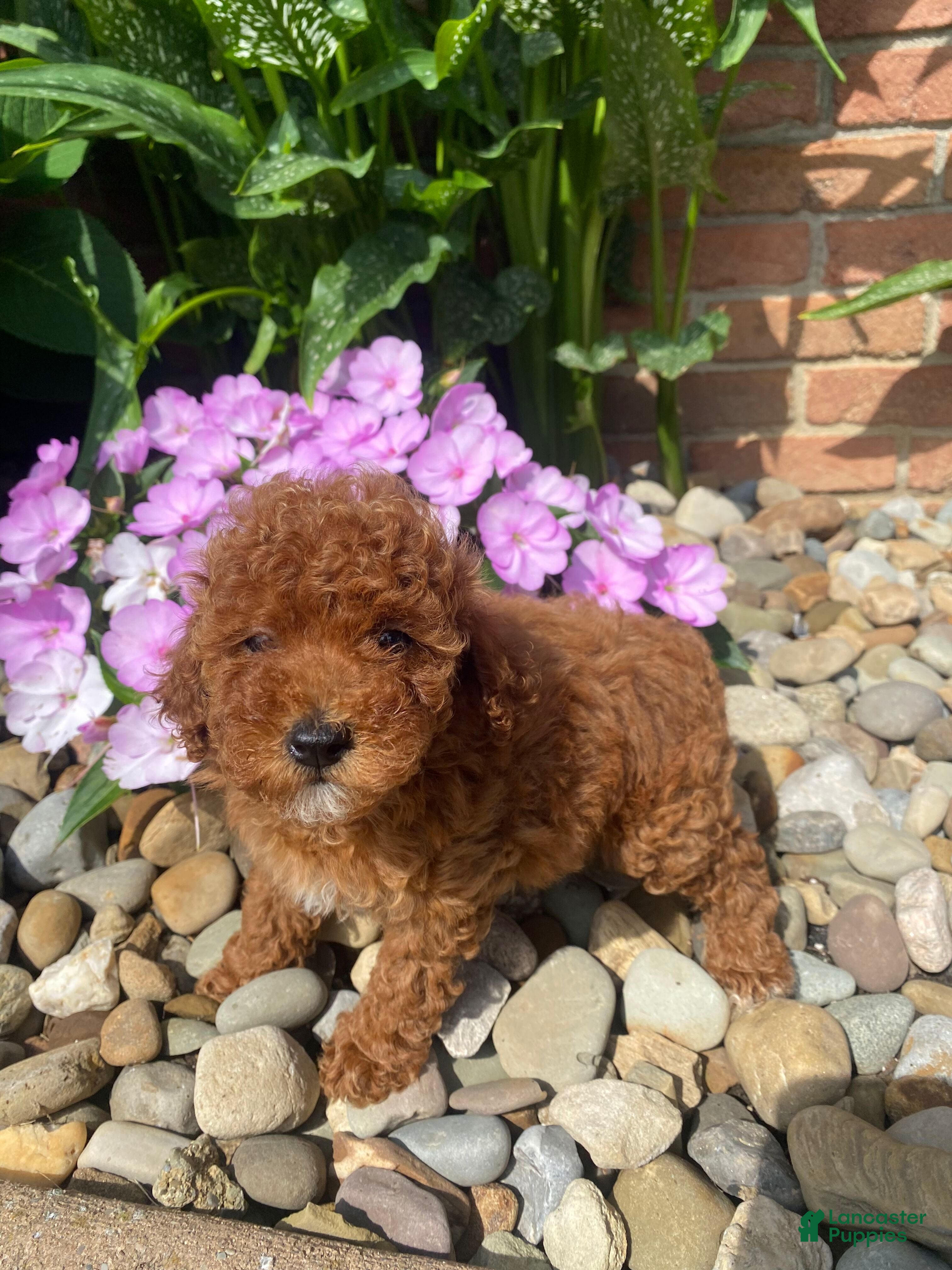 Miniature Poodle dogs Fran - Ad 1