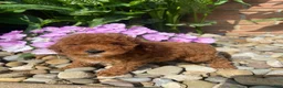 Miniature Poodle dogs for sale: Fran - Ad 1