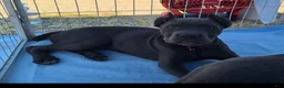 Cane Corso dogs for sale: Cane Corso 2 - Ad 4