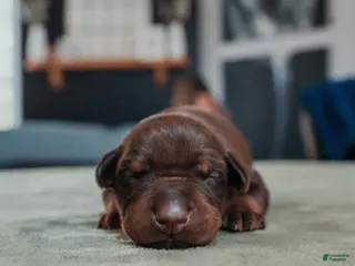 Doberman Pinscher dogs Titan Bones Obsidian Blade - Ad 6