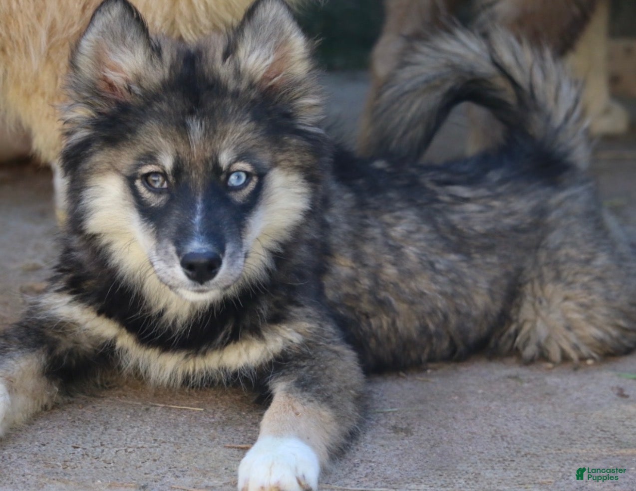 Pomsky dogs for sale: Dutch - Ad 1