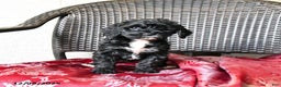 Cockapoo dogs for sale: Maggie - Ad 2