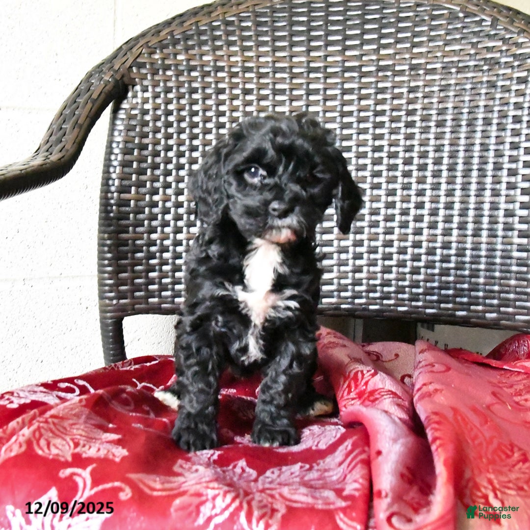 Cockapoo dogs for sale: Maggie - Ad 2