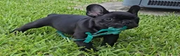 French Bulldog dogs for sale: Char Cole - Ad 9