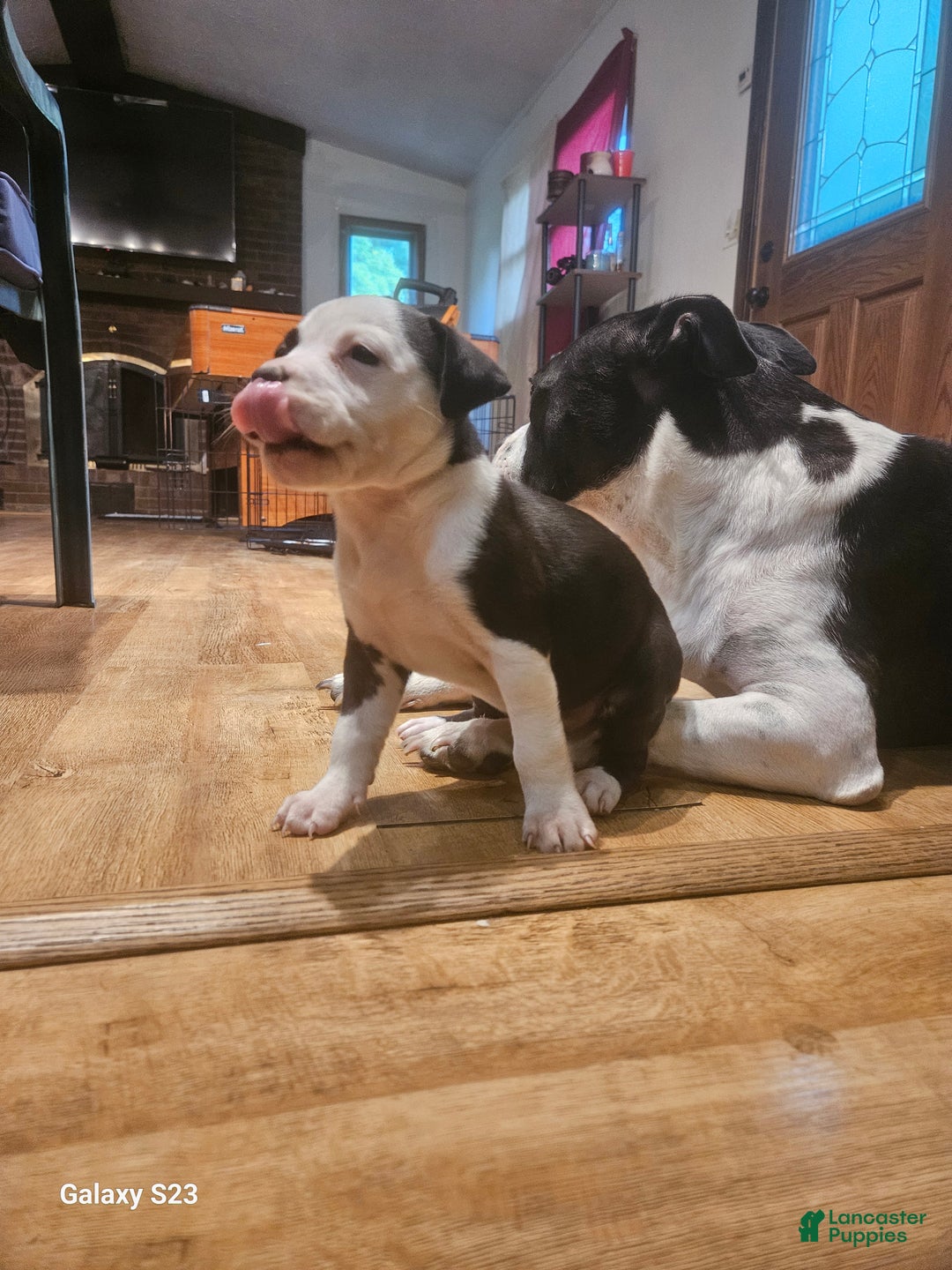 Mixed Breed dogs for sale: Star - Ad 5