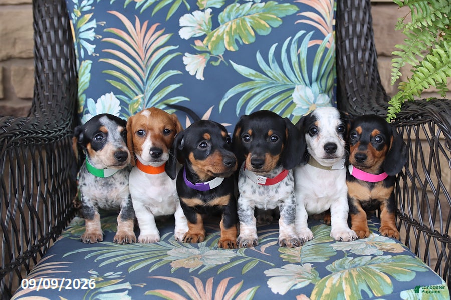 Miniature Dachshund dogs Hero - Ad 2