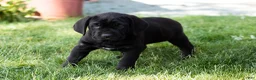 Cane Corso dogs for sale: Daisy  - Ad 4