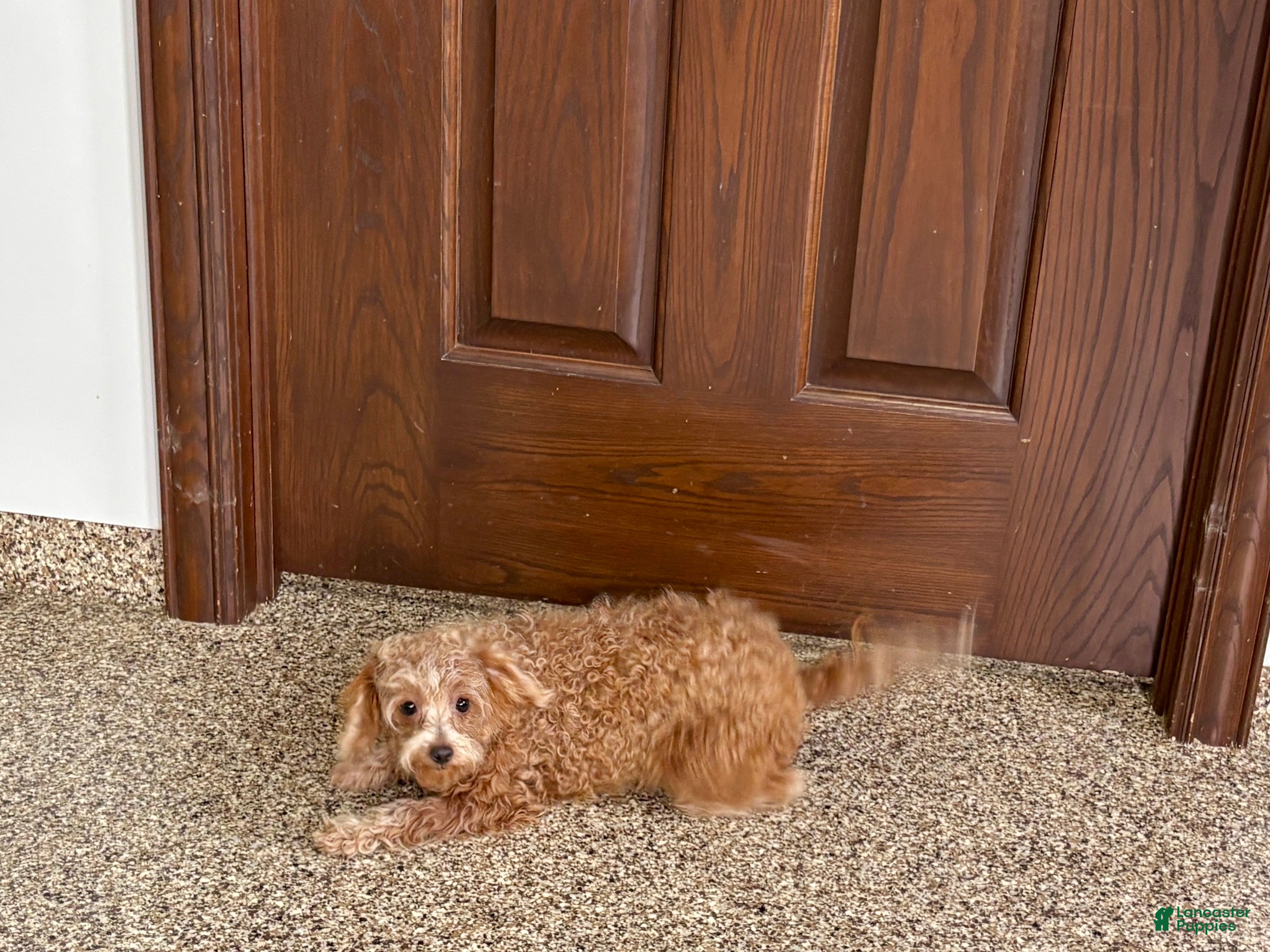 Maltipoo dogs for sale: Red Honey  - Ad 9