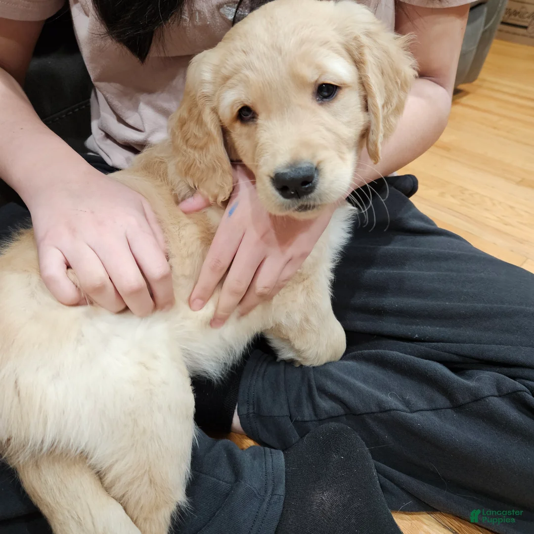 Golden Retriever dogs for sale: Teddy - Ad 2
