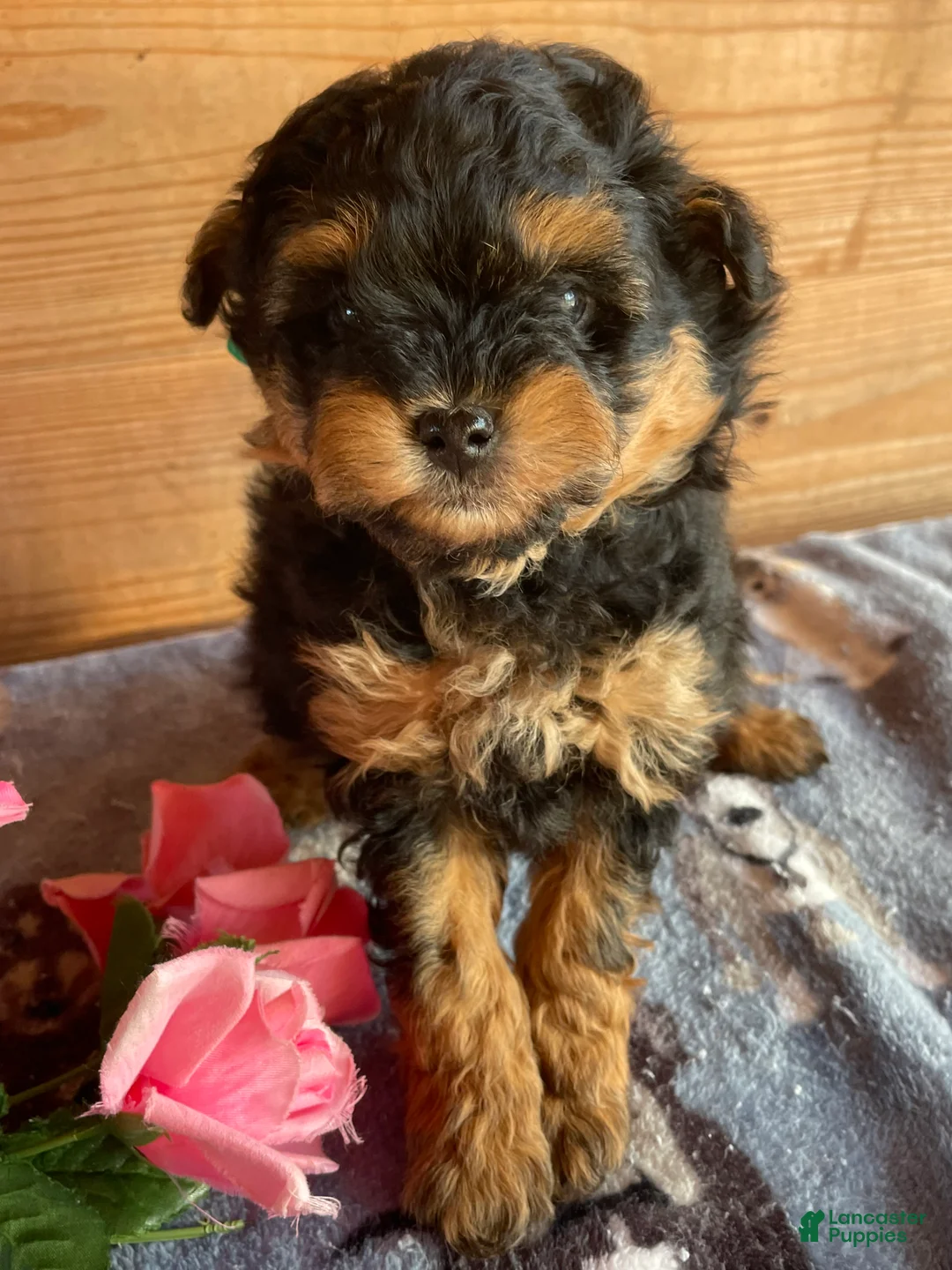 Pomapoo dogs for sale: Peanut - Ad 1