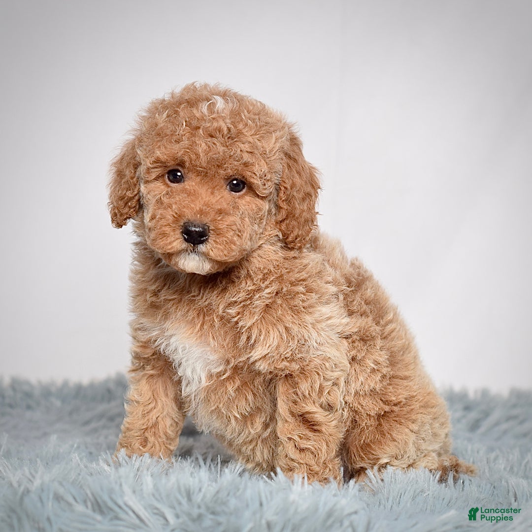 Mini Goldendoodle dogs for sale: Ms. Olivia - Ad 6