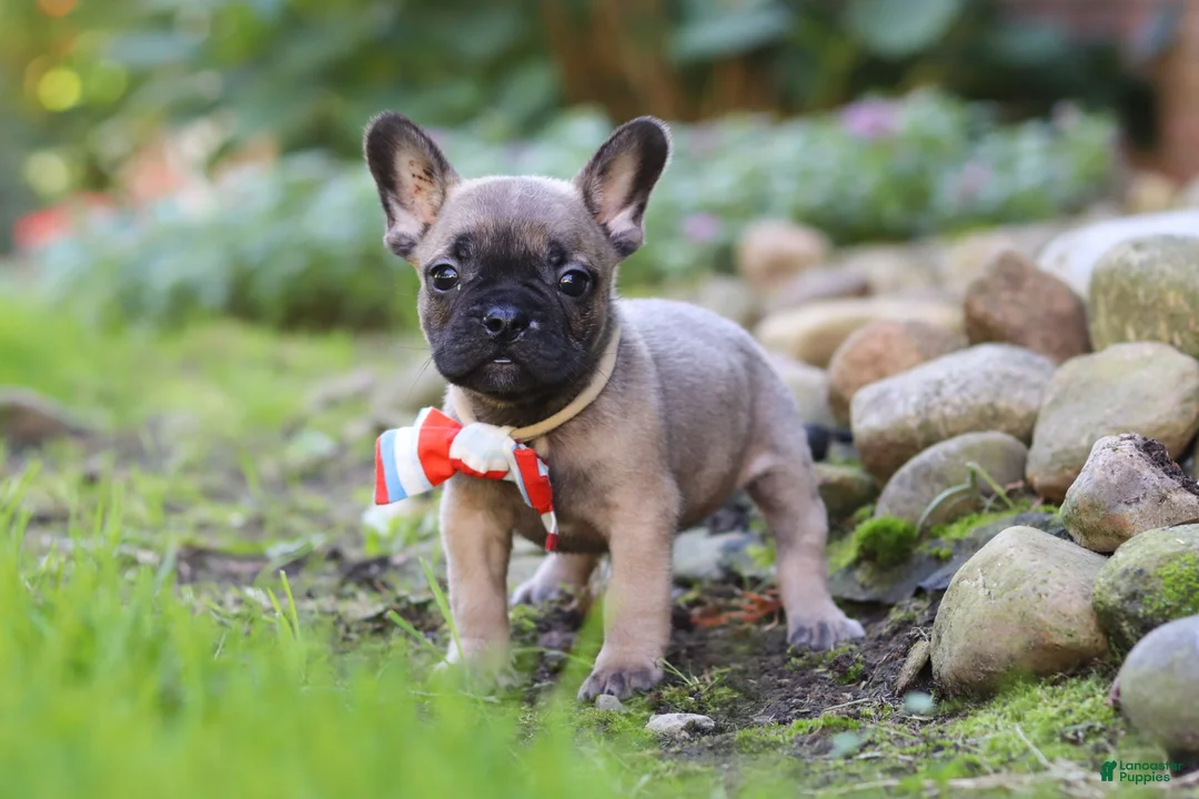 French Bulldog dogs for sale: Benny - Ad 2