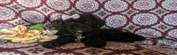 Miniature Poodle dogs for sale: Mable - Ad 6