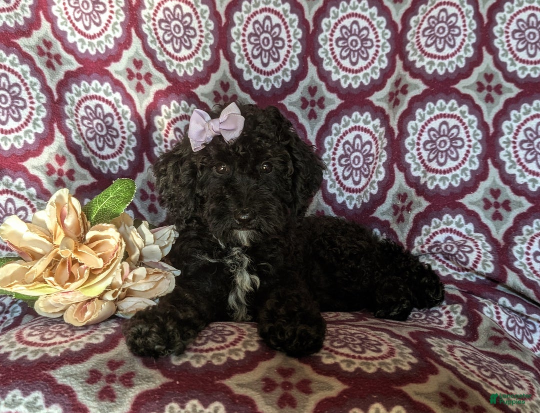 Miniature Poodle dogs for sale: Mable - Ad 6
