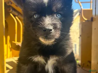 Siberian Husky dogs KYLU - Ad 10