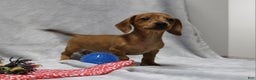 Miniature Dachshund dogs for sale: Peanut - Ad 2