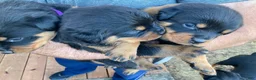Rottweiler dogs for sale: Poseidon - Ad 15