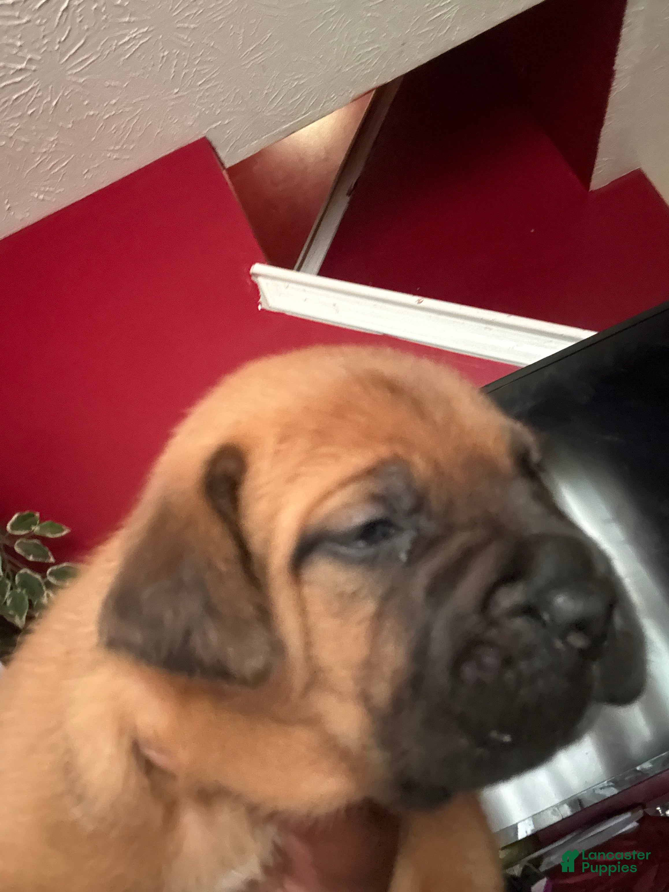 Mixed Breed dogs Mixed Breed 3 - Ad 22