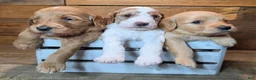 Mini Goldendoodle dogs for sale: Mini Goldendoodle 3 "Maple" pending  - Ad 14
