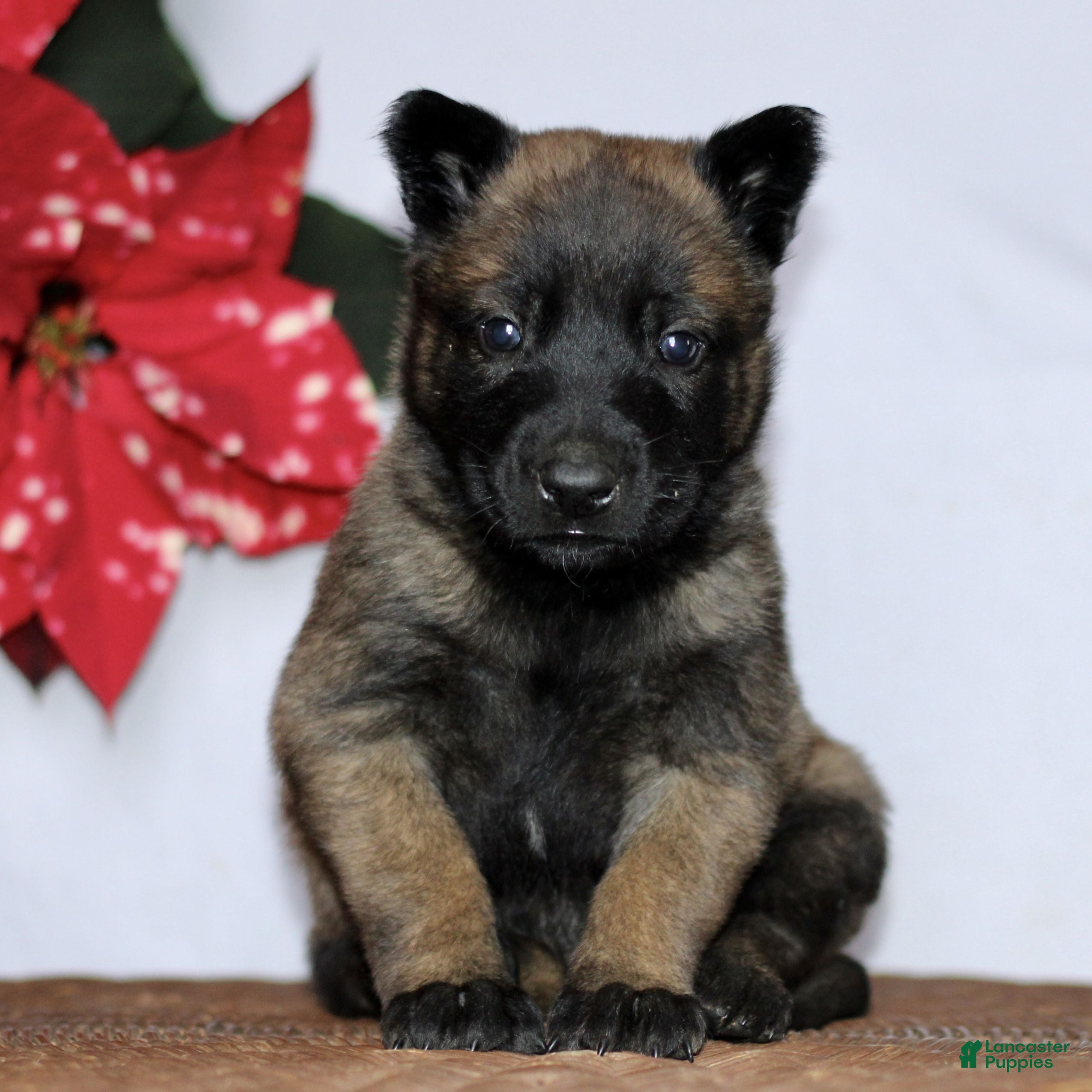 Belgian Malinois dogs for sale: Apollo  - Ad 3