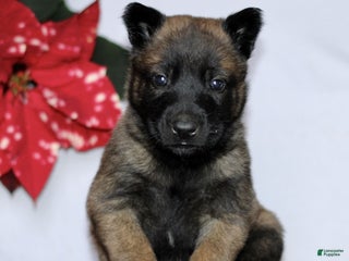 Belgian Malinois dogs for sale: Apollo - Ad 3
