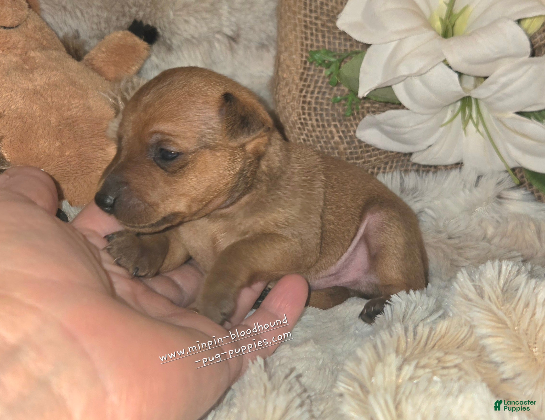 Miniature Pinscher dogs Theo - Ad 2