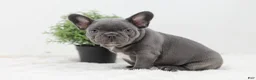 French Bulldog dogs for sale: Garrett - Ad 1