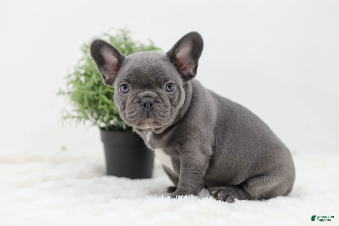 French Bulldog dogs for sale: Garrett - Ad 1