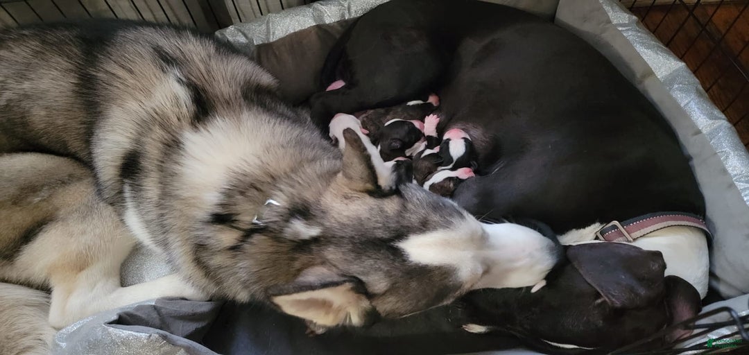 Gallery Image {{count}}