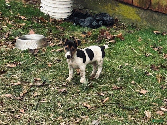 Jack Russell Terrier dogs Jack Russell Terrier Puppy 1 - Ad 2