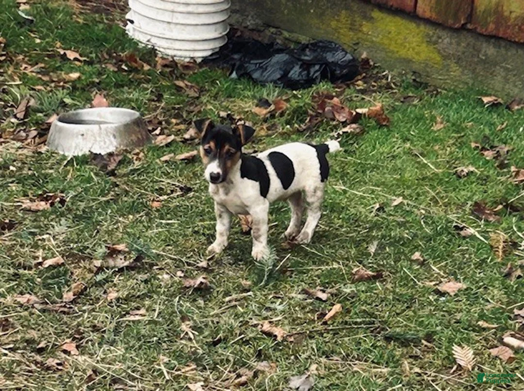 Jack Russell Terrier dogs for sale: Jack Russell Terrier Puppy 1 - Ad 2