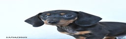 Miniature Dachshund dogs for sale: Scooter - Ad 3