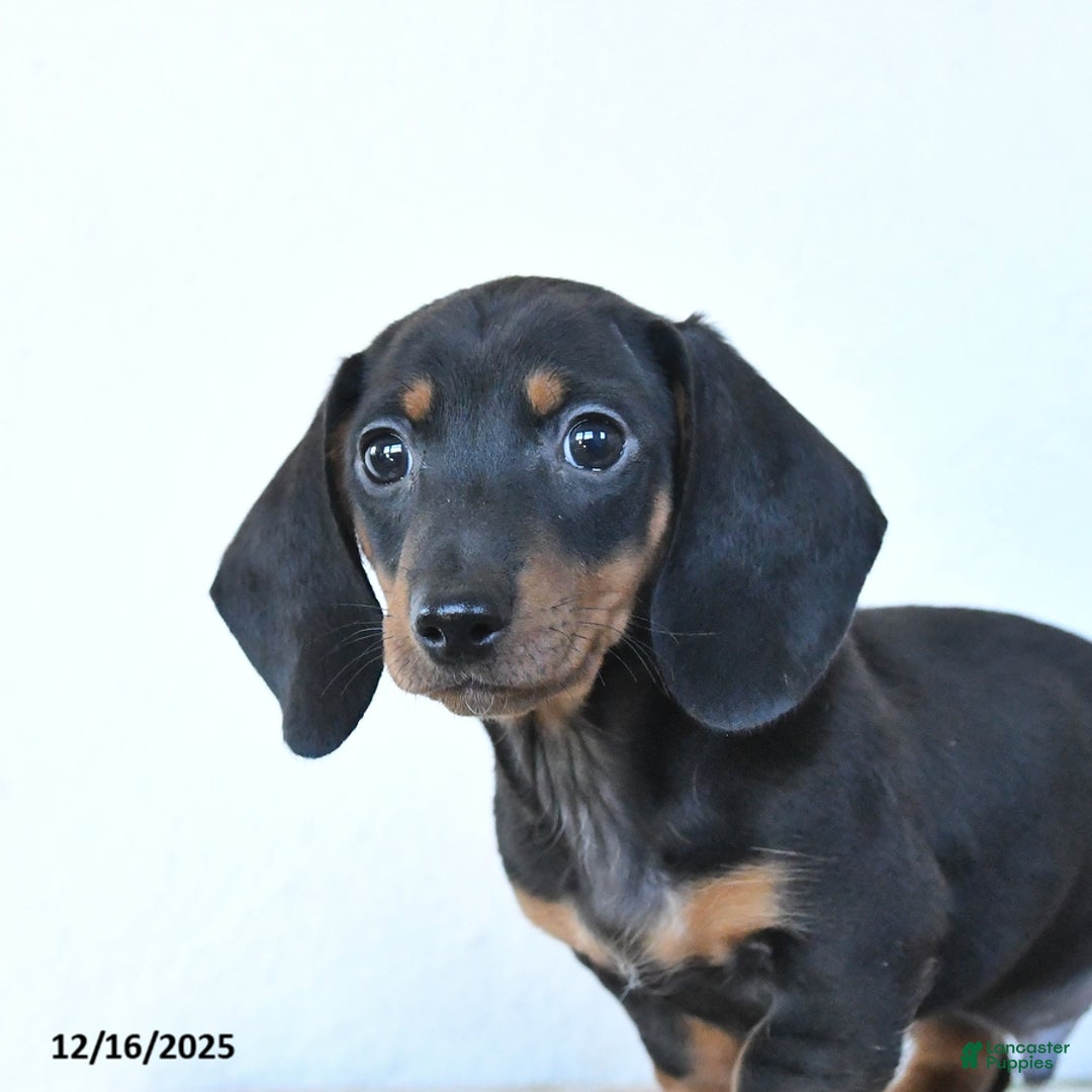 Miniature Dachshund dogs for sale: Scooter - Ad 3