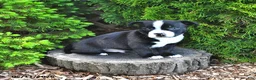 Mixed Breed dogs for sale: Jazzle - Ad 1