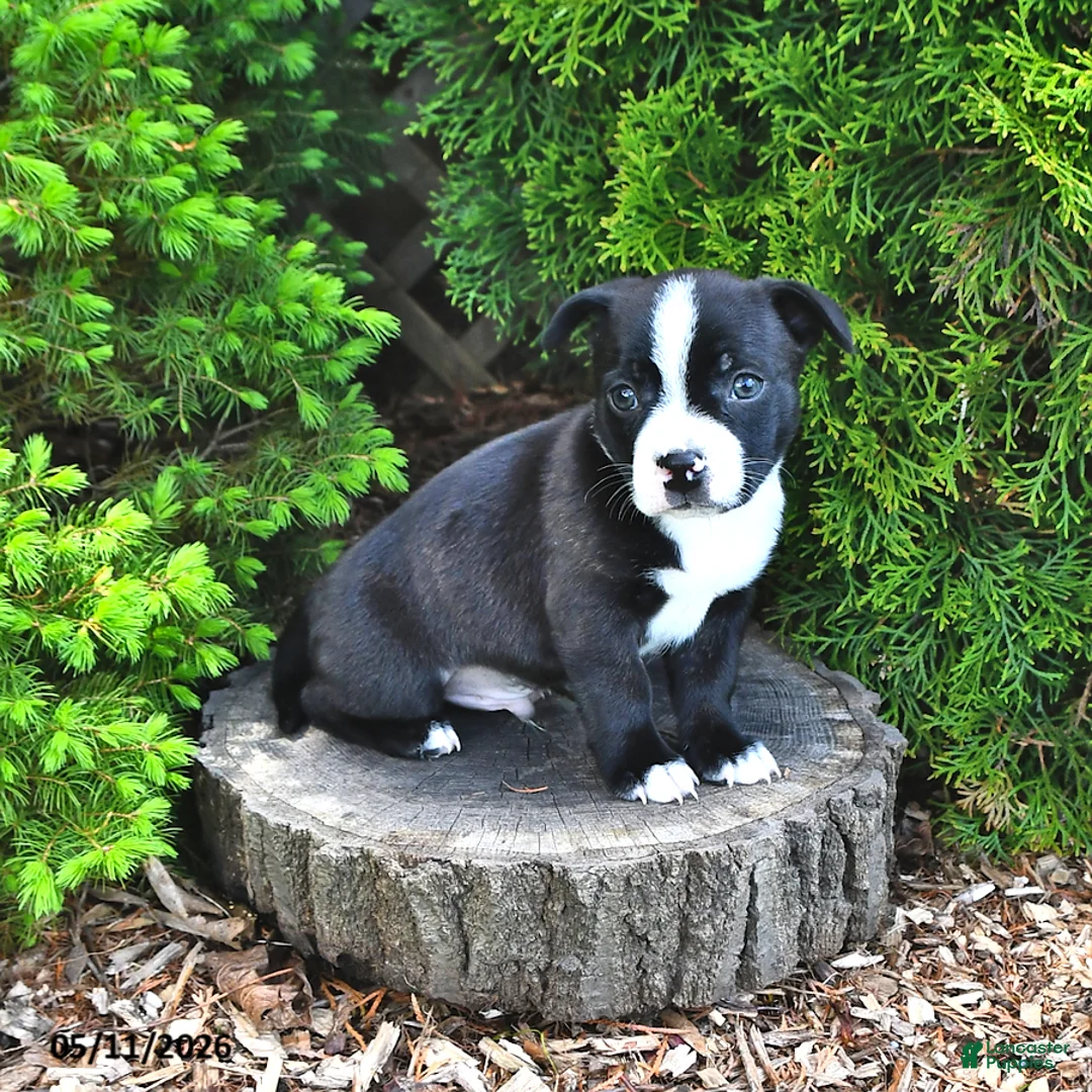 Mixed Breed dogs for sale: Jazzle - Ad 1