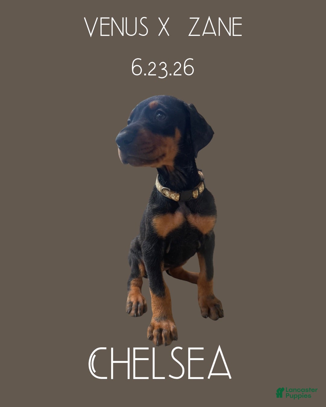 Doberman Pinscher dogs Chelsea - Ad 1