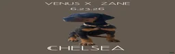 Doberman Pinscher dogs for sale: Chelsea - Ad 1
