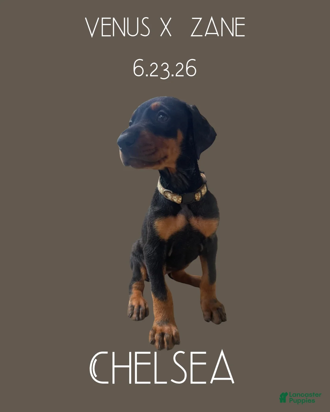Doberman Pinscher dogs for sale: Chelsea - Ad 1