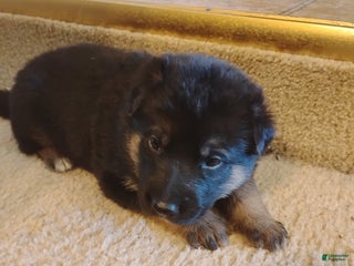 German Shepherd dogs - Ad 7